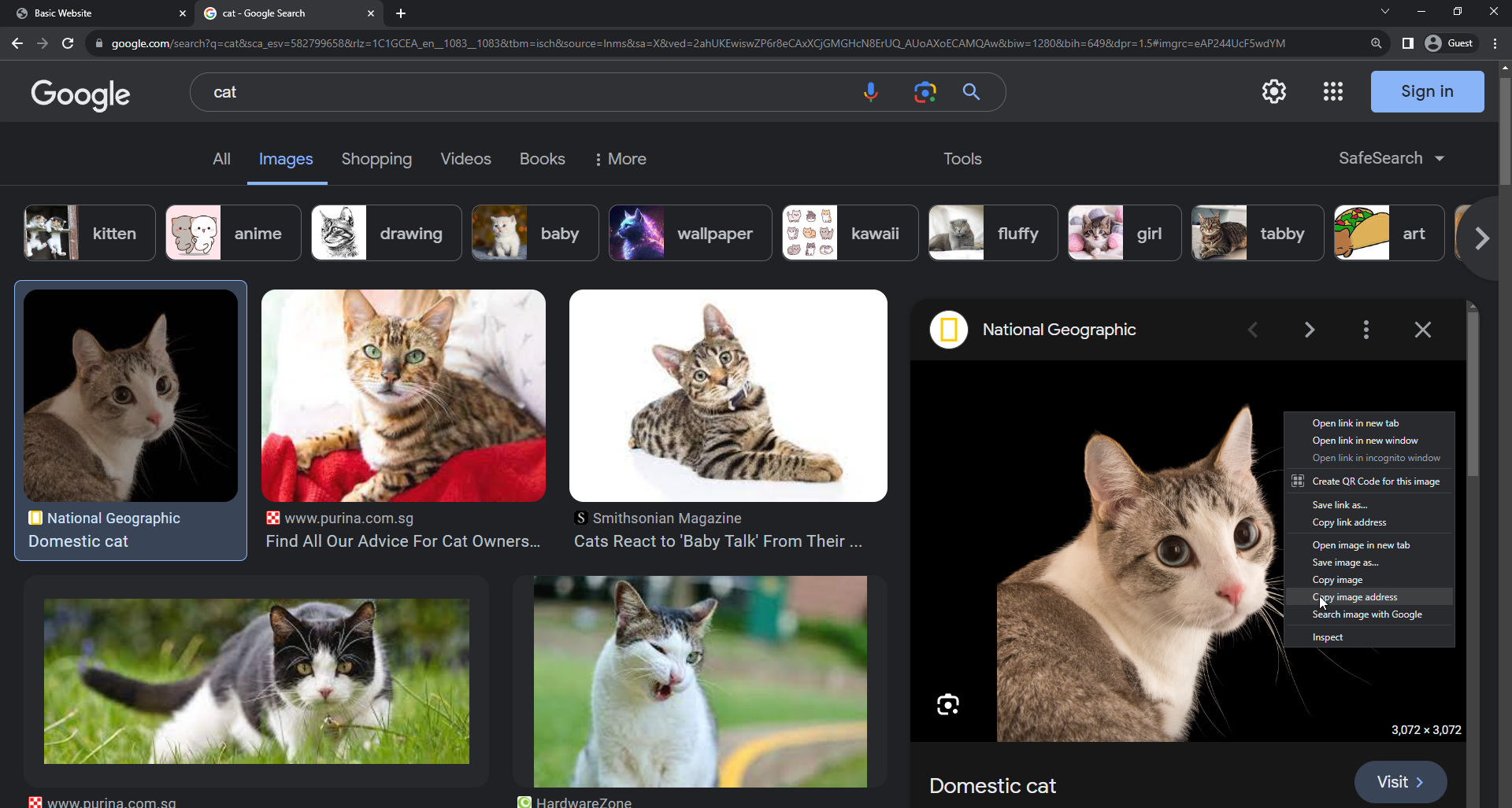 locate a nice cat pic